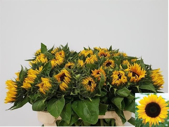 Helianthus Sunrich Or 80cm 12Ø
