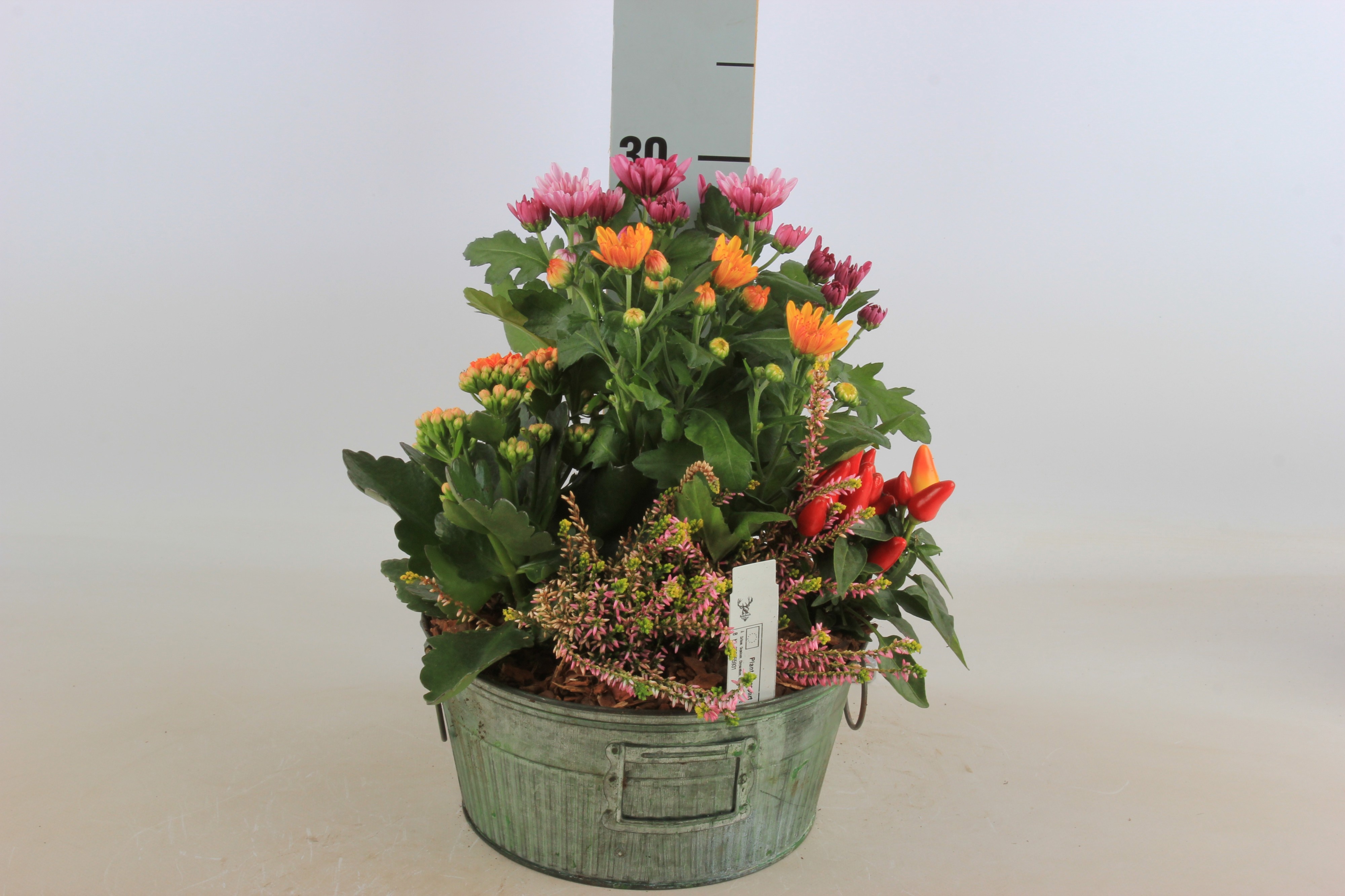 Arr Tuinplanten 24P 30cm 12bloei
