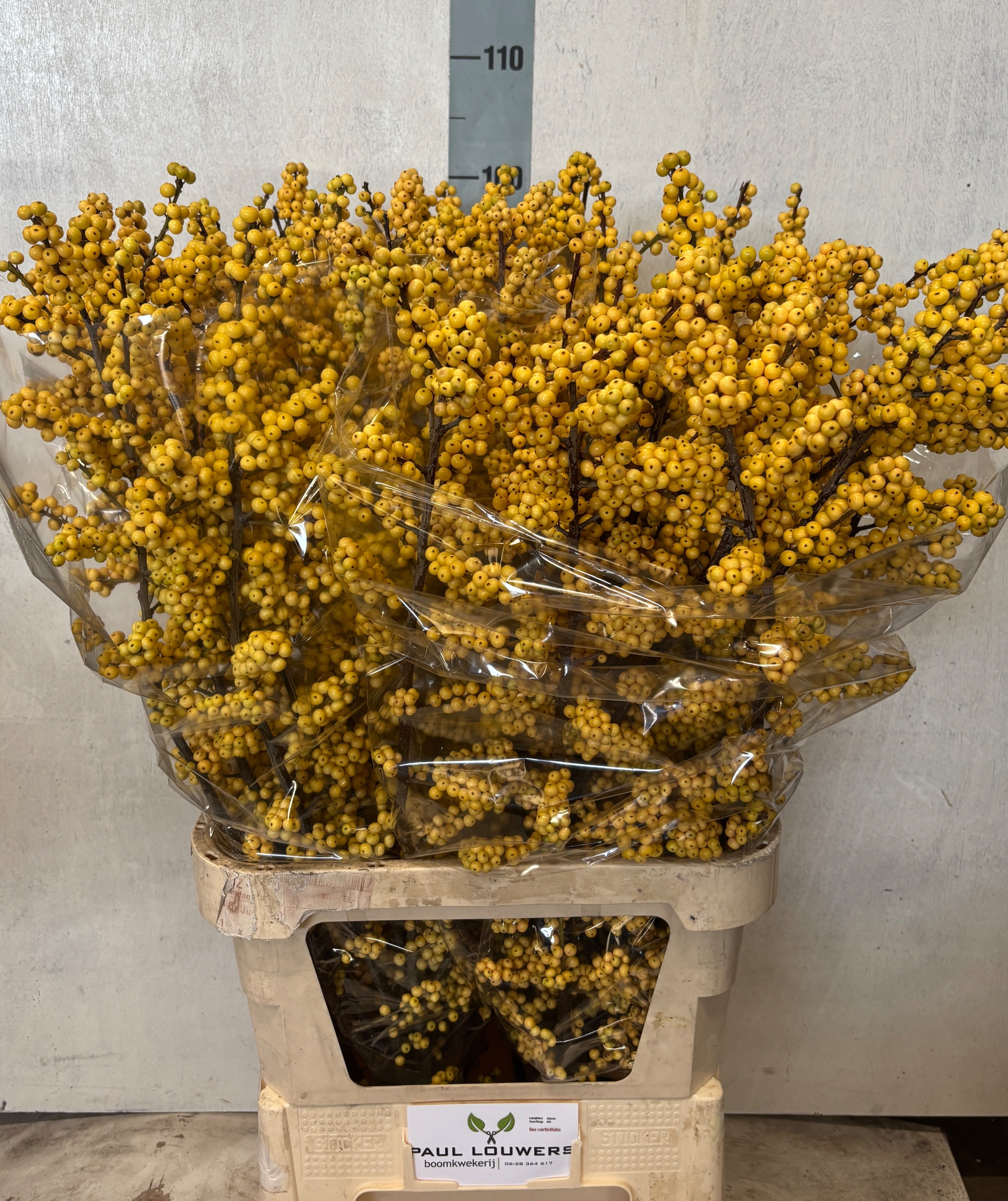 Ilex Citronella 100cm