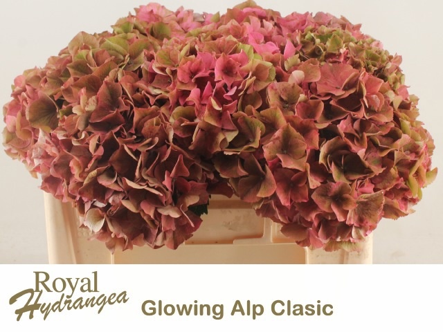 Hydrangea Glowing Alps Classic 50cm 17Ø