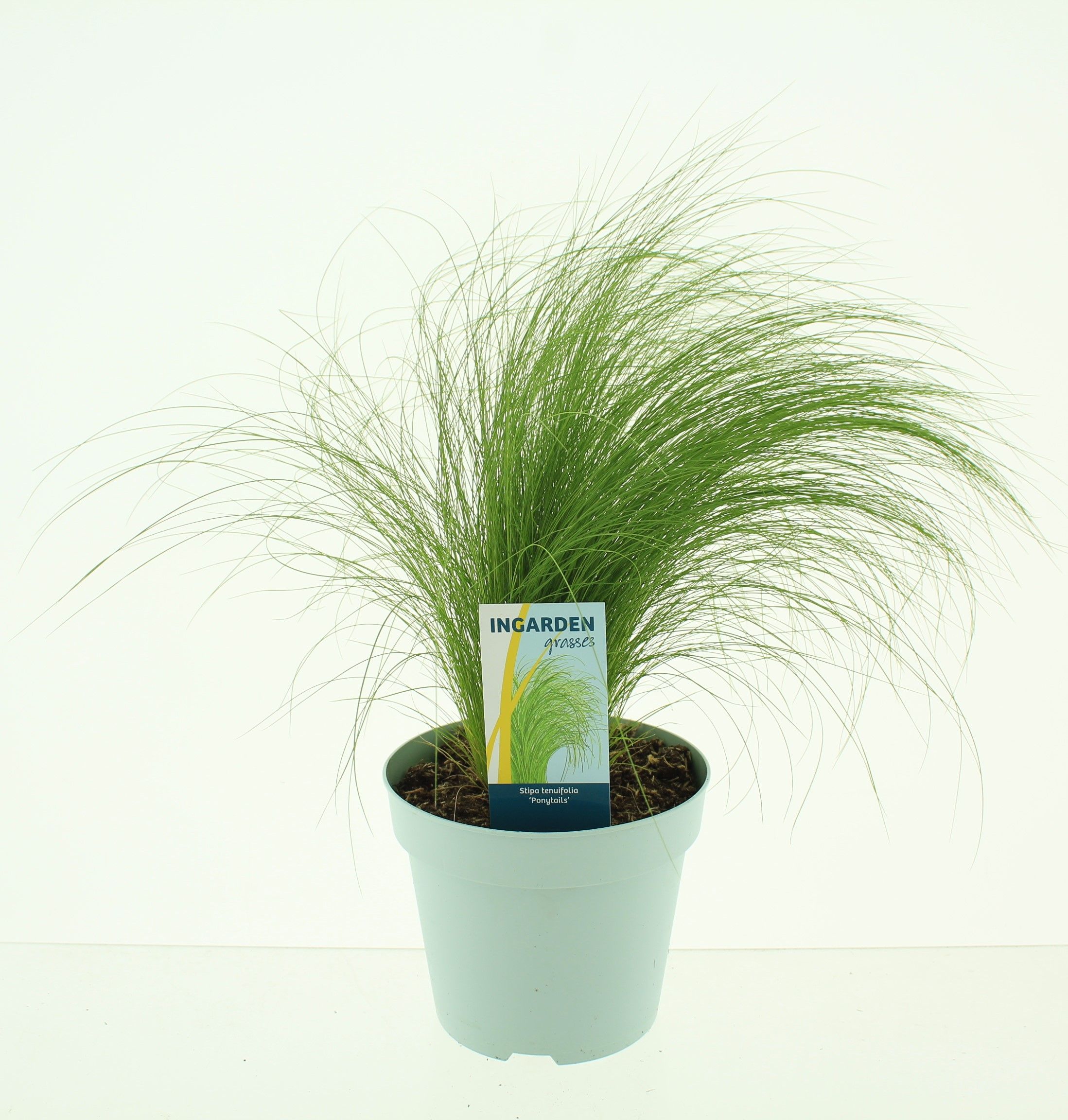 Picture of Stipa ten Ponytails