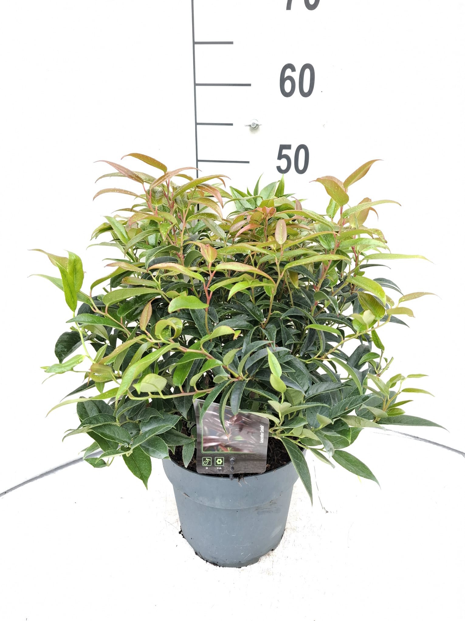Leucothoe Carinella ('Zebekot')