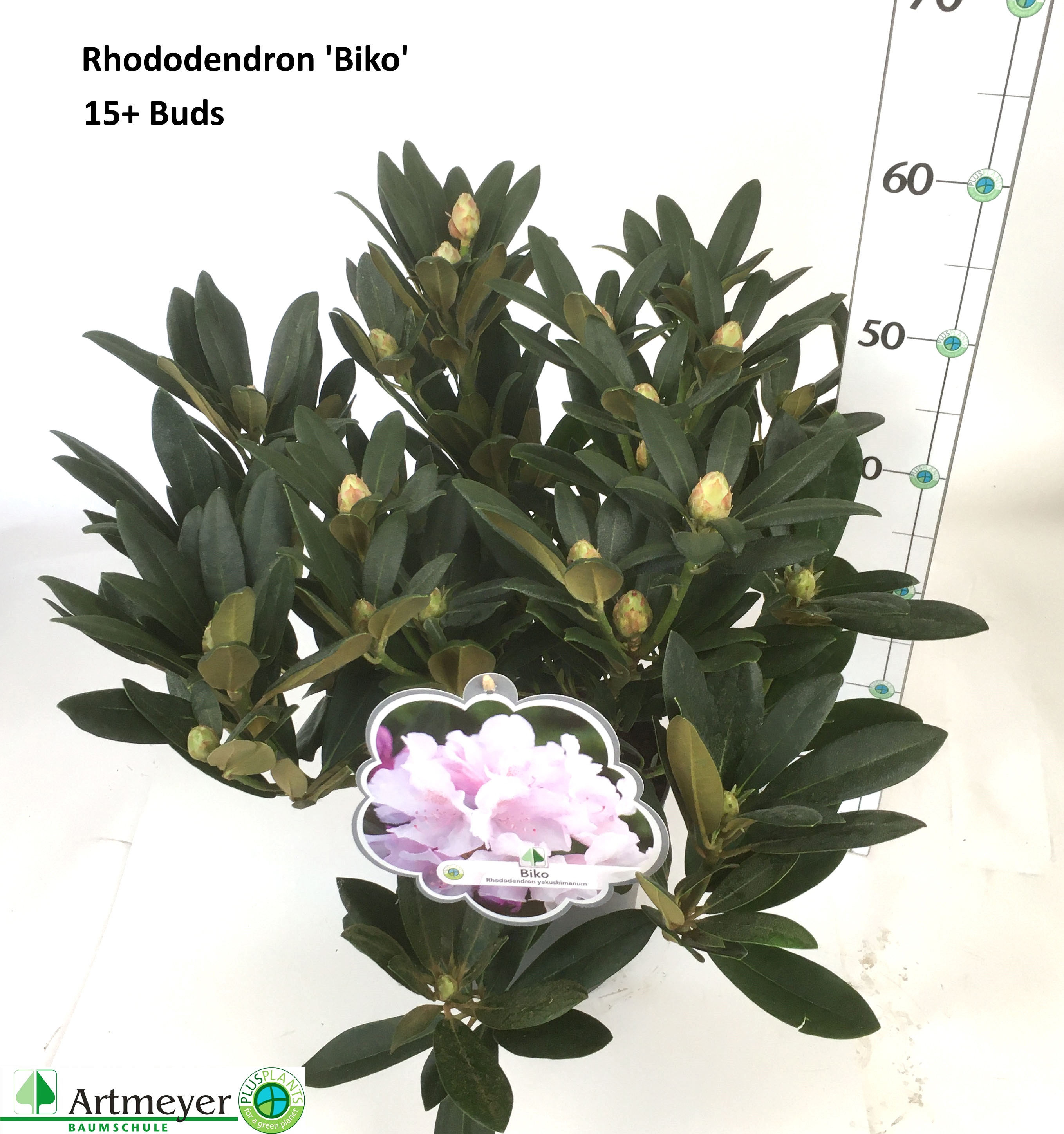 thuja q Powell's Thuja Occ 1x Q - 30 ml main image 1