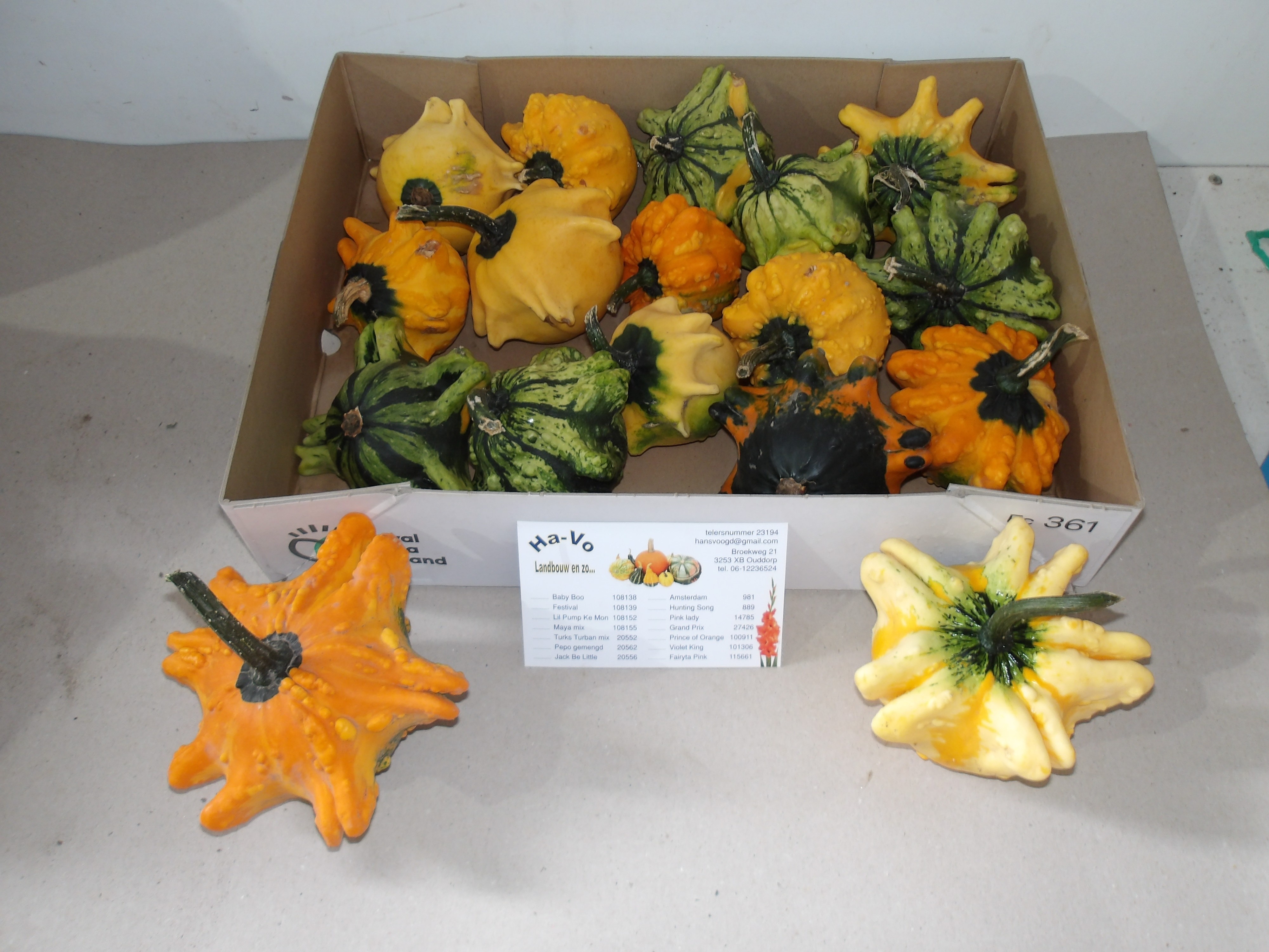Cucurbita Fl Saucer