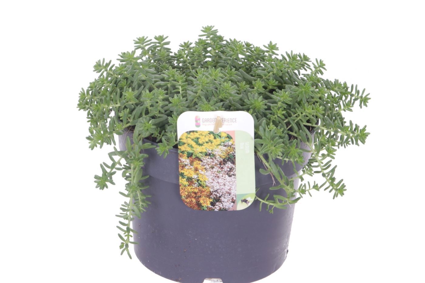 Sedum album 'Coral Carpet'