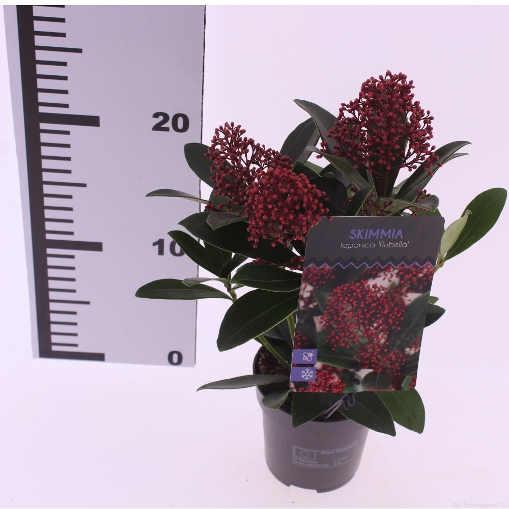 Picture of Skimmia jap. 'Rubella'