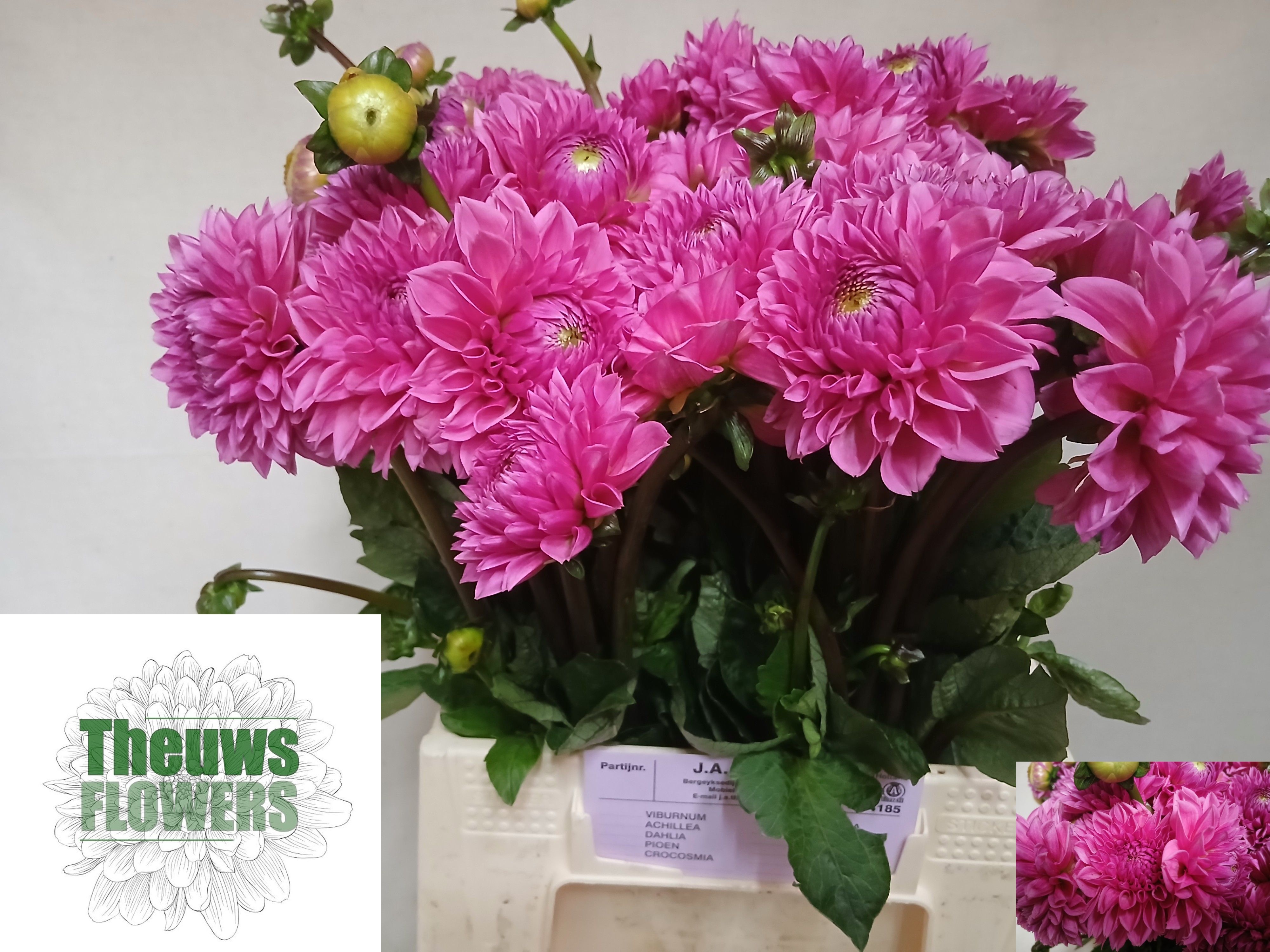 Dahlia Sandra 50cm