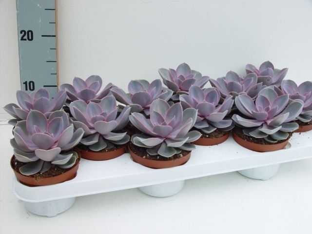 Picture of Echeveria Perle von Nurnberg P11 12CM