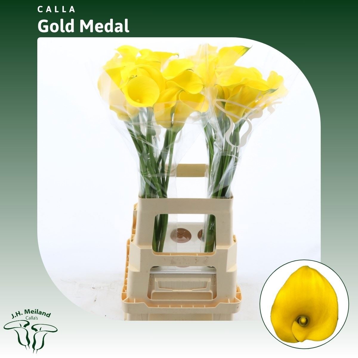 Calla Gold Medal 70cm