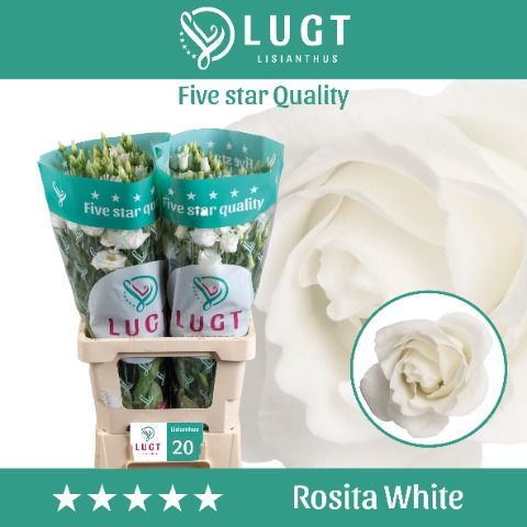Eus G Rosi White