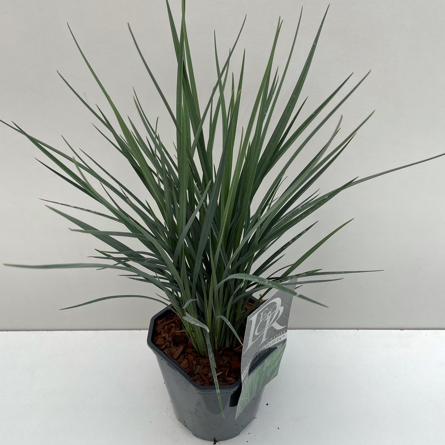 Picture of Dianella Coolvista P17 (2 Ltr) Square