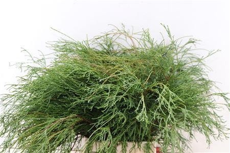 Chamaecyparis Filifera Per Bunch 50cm