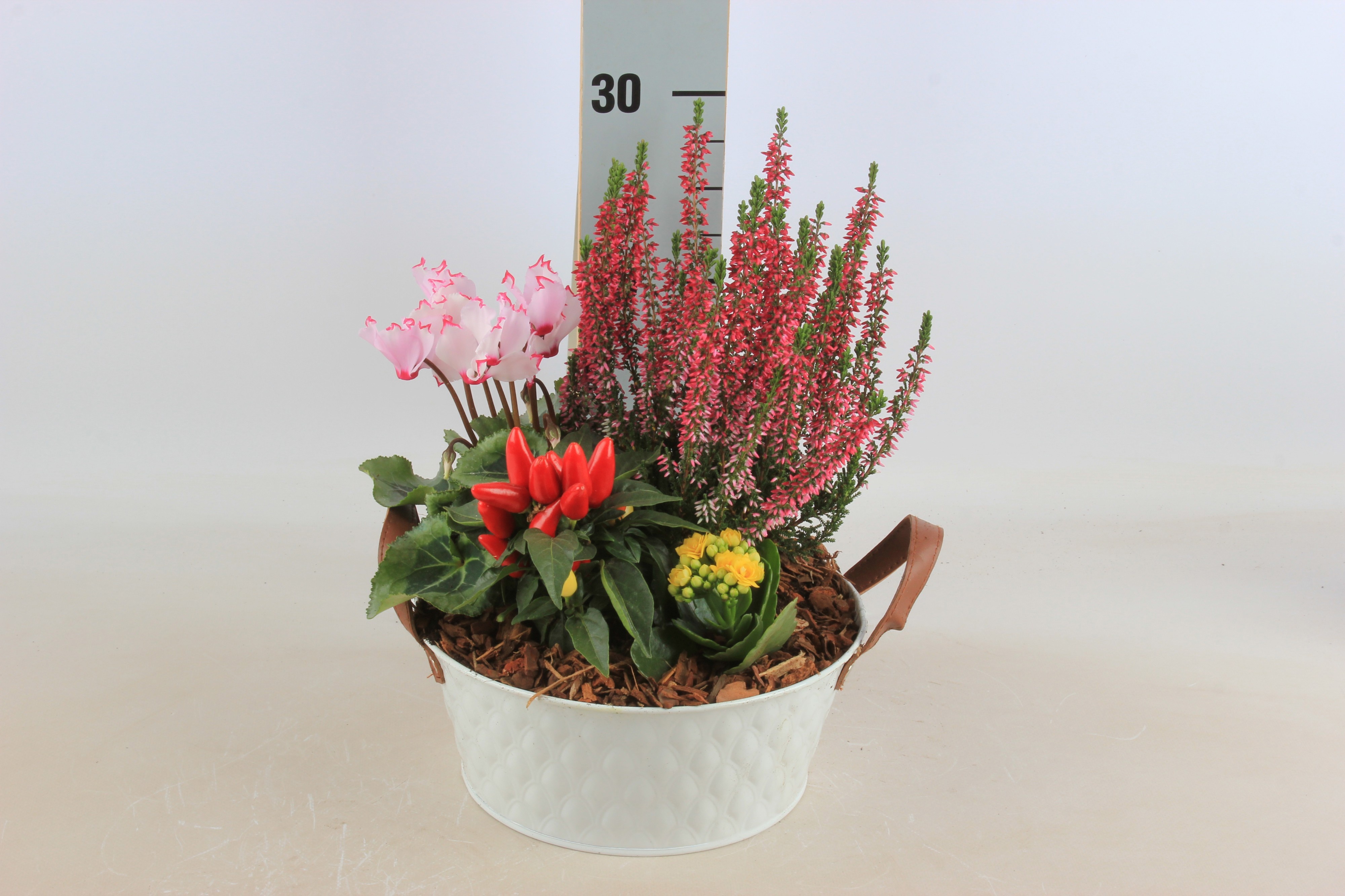 Arr Tuinplanten 23P 20cm 22bloei