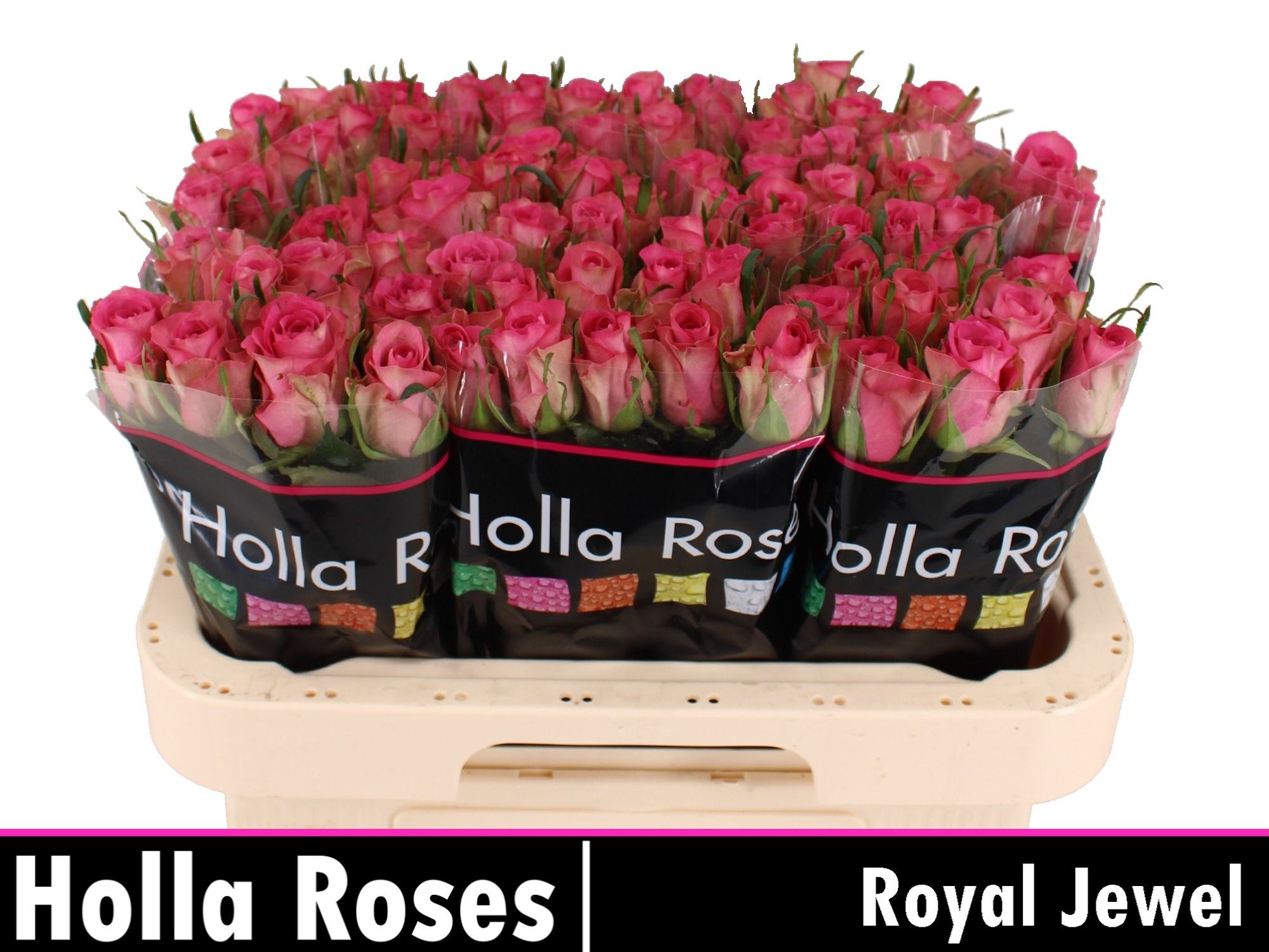 Rosa Royal Jewel 60cm