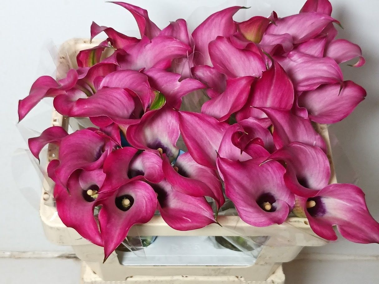 Calla Zazu 55cm