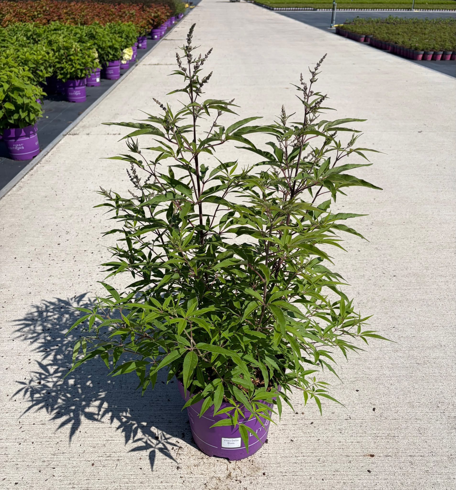 Vitex agnus-castus Delta Blues ('Piivac-I)