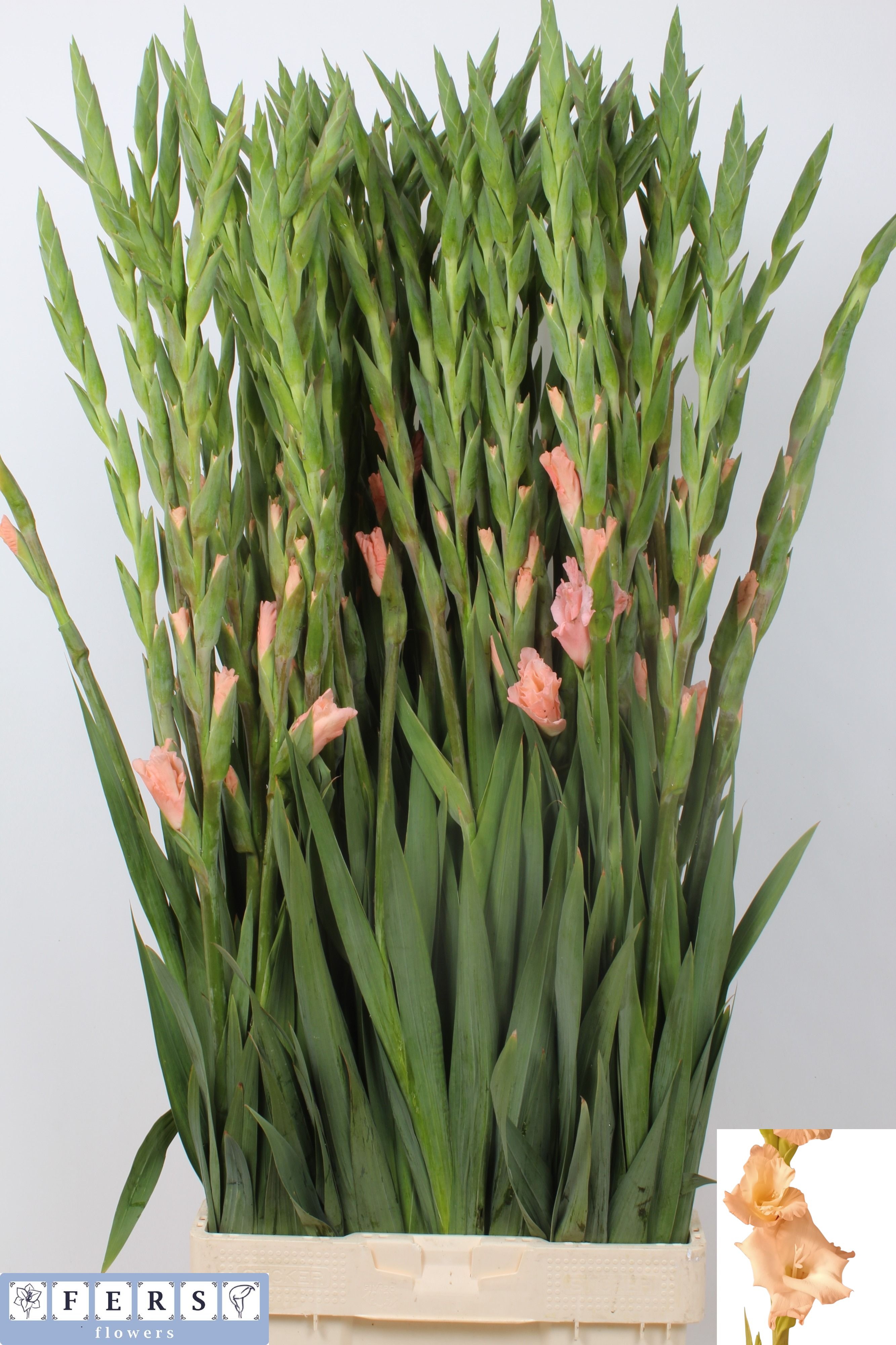 Glad Gr Jarama 120cm 150gram