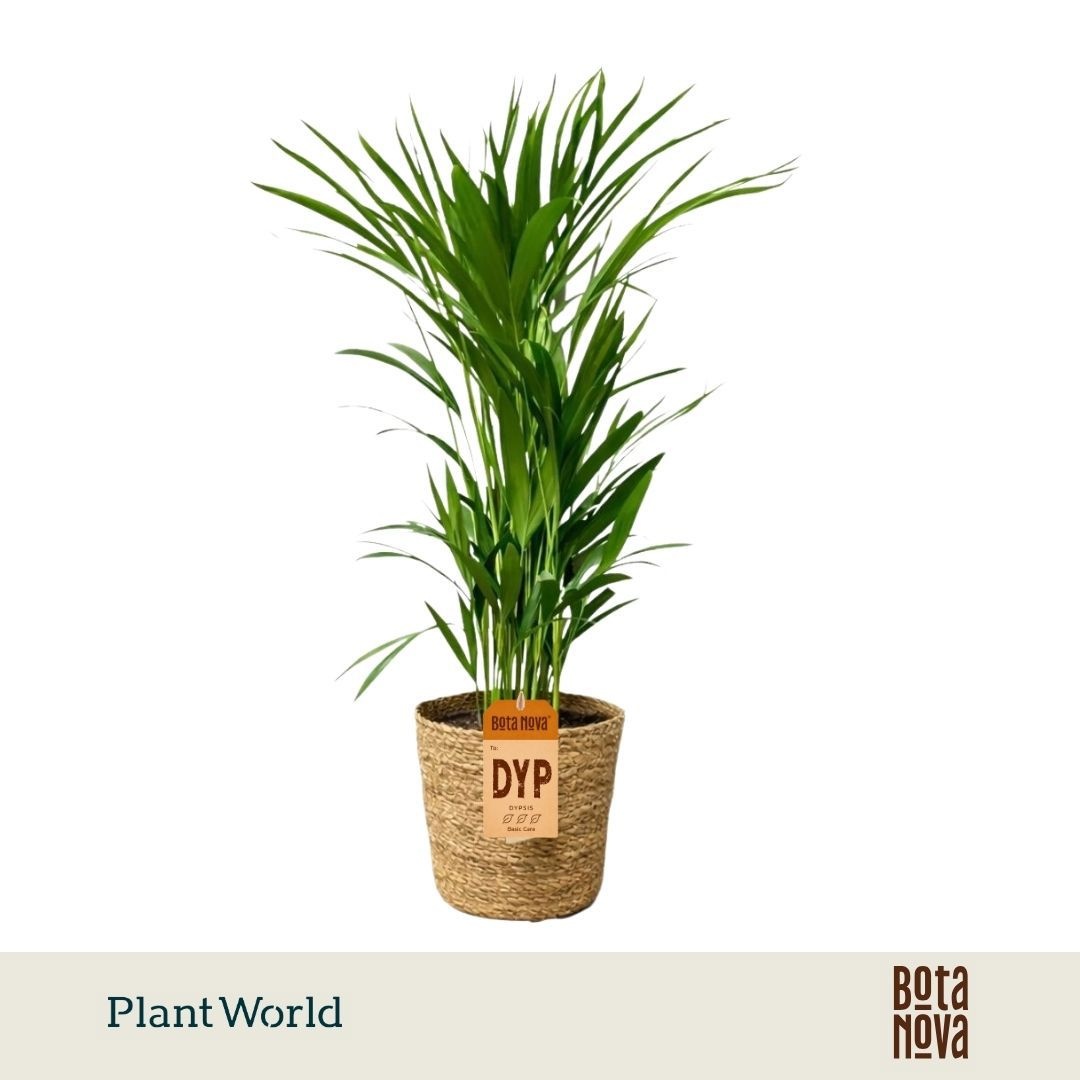 Dypsis lutescens in Mand