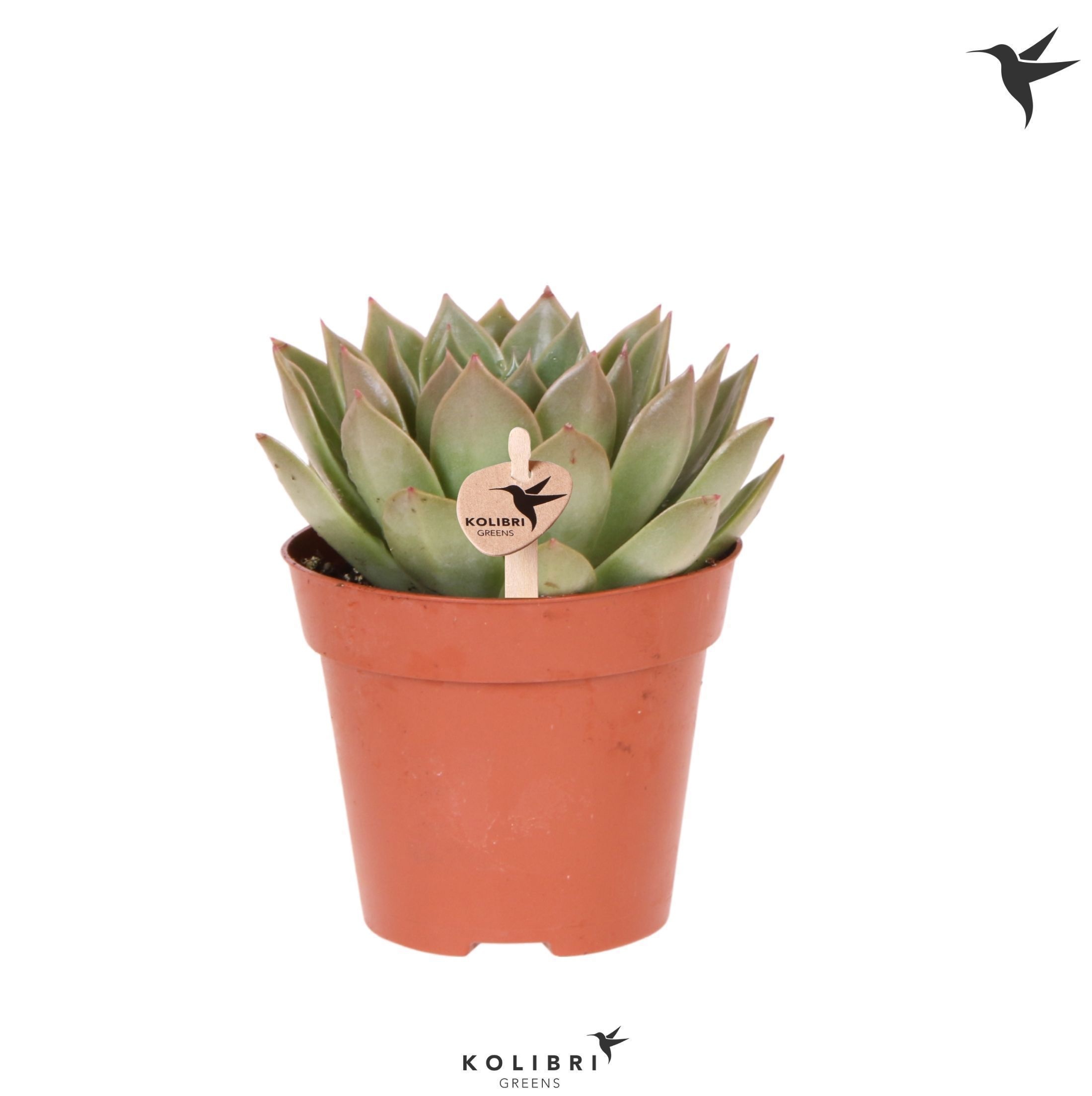 Echeveria Kolibri Greens Succulenten Echeveria Miranda