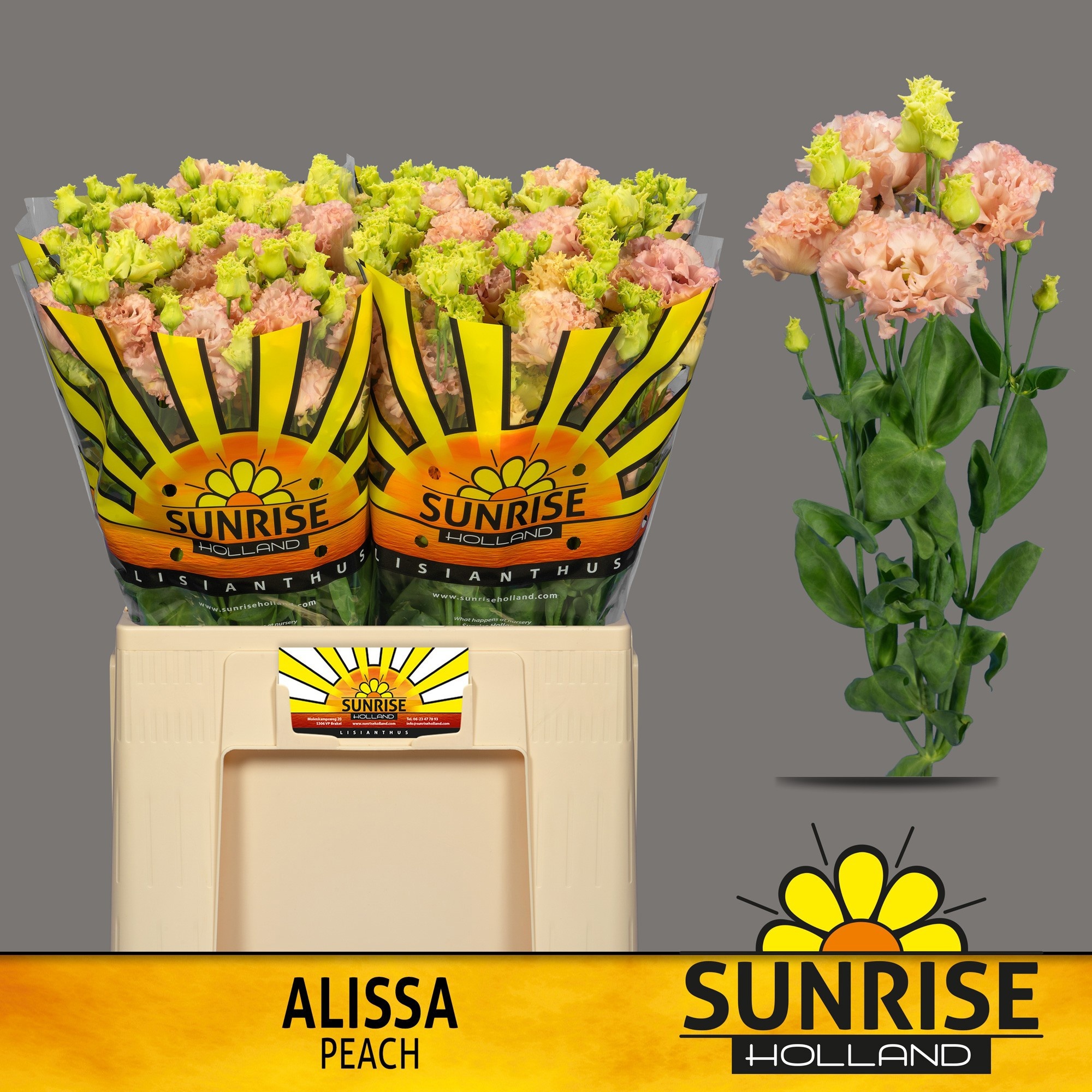 Eus G Alissa Peach