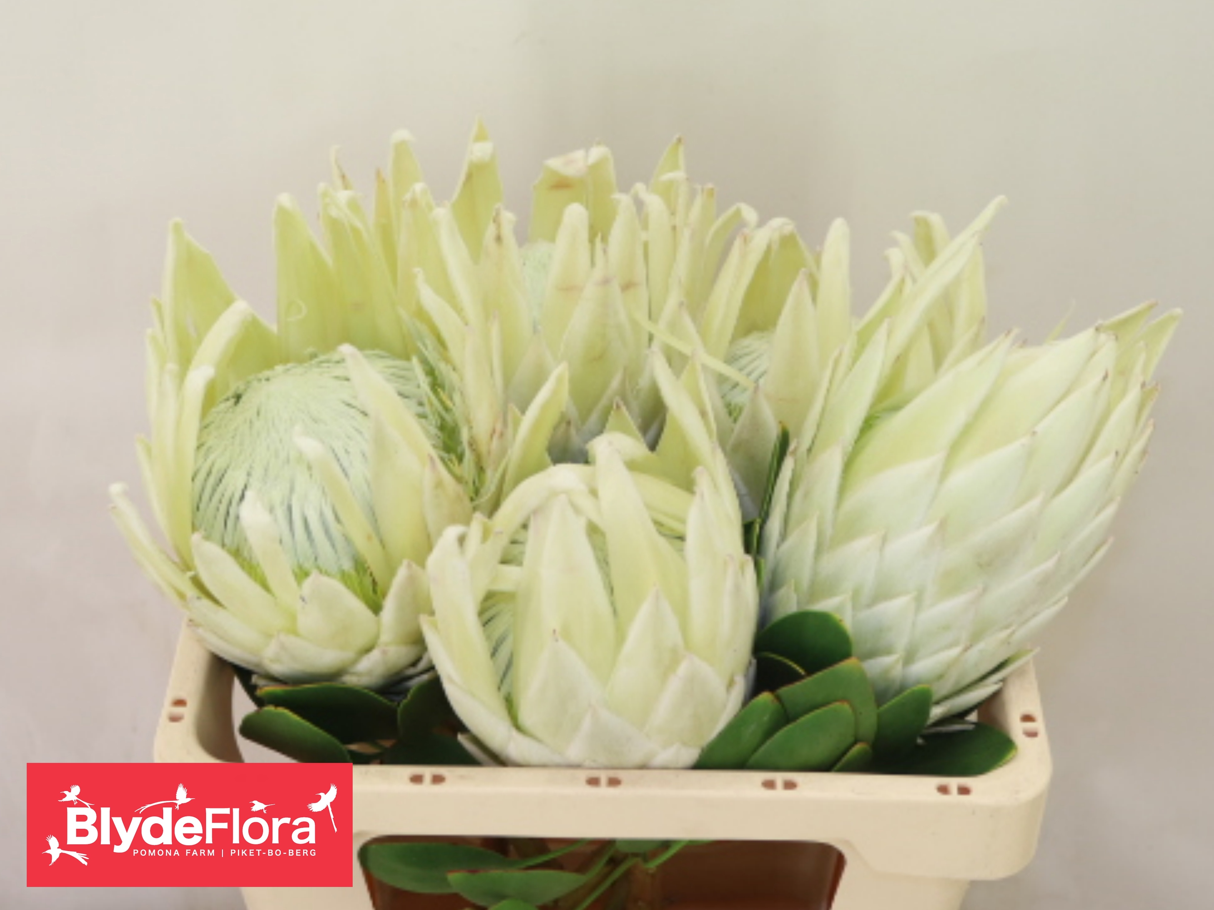 Protea Cy Lei Momi 50cm