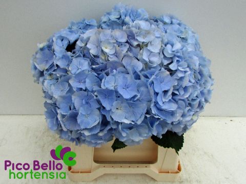 Hydrangea Verena Blue 40cm 14Ø