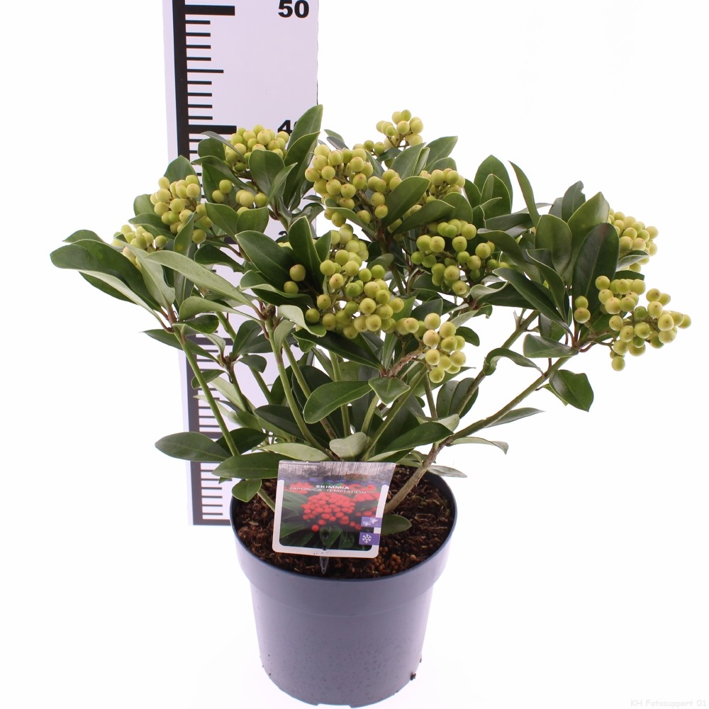 Picture of Skimmia japonica 'Temptation' PBR