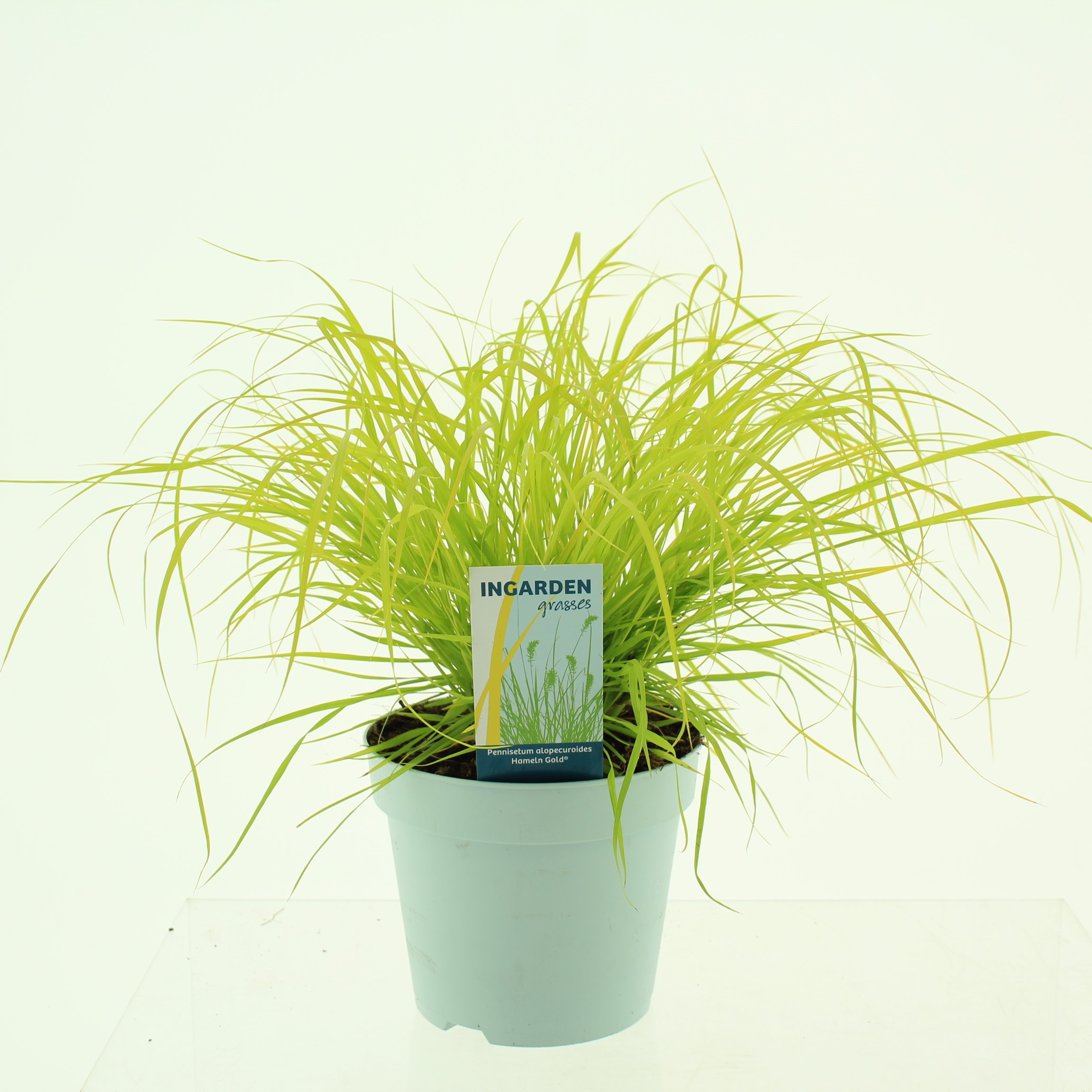 Picture of Pennisetum alopecuroides 'Hameln Gold'