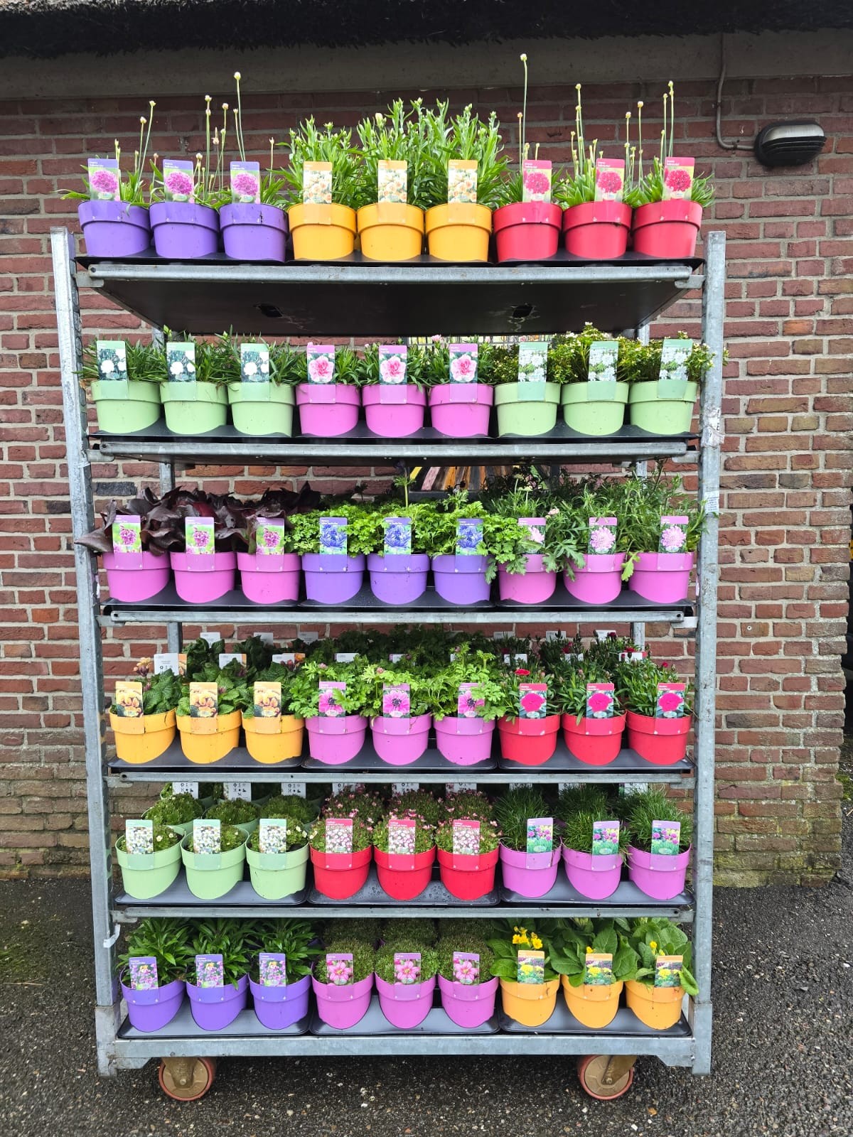 Picture of Vaste planten voorjaarsmix trolley