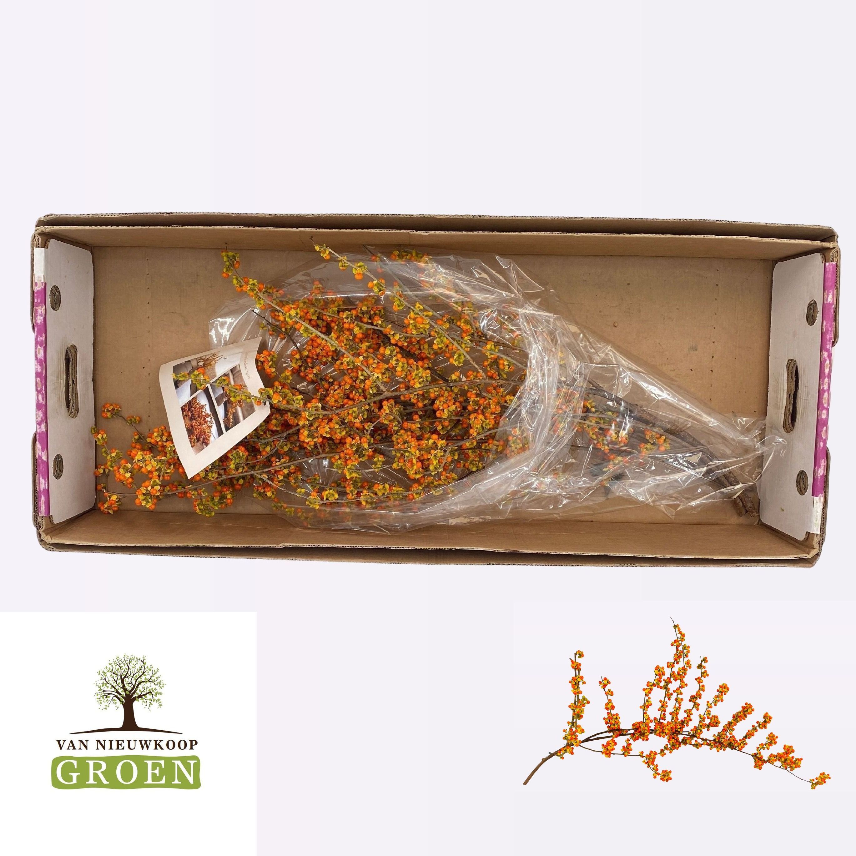 Celsatrus Scandens Nico Berry 90cm