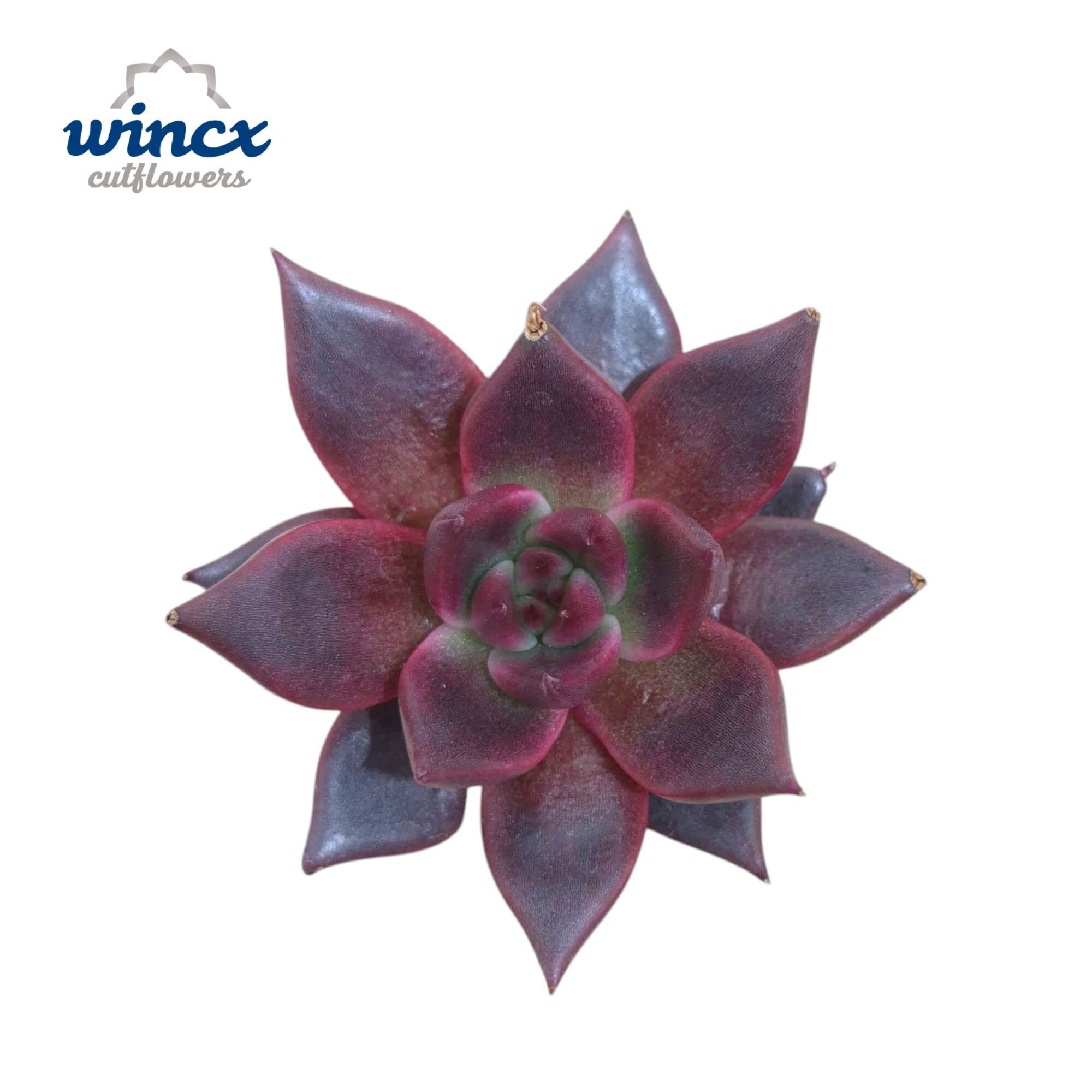 Echeveria Taurus Cutflower