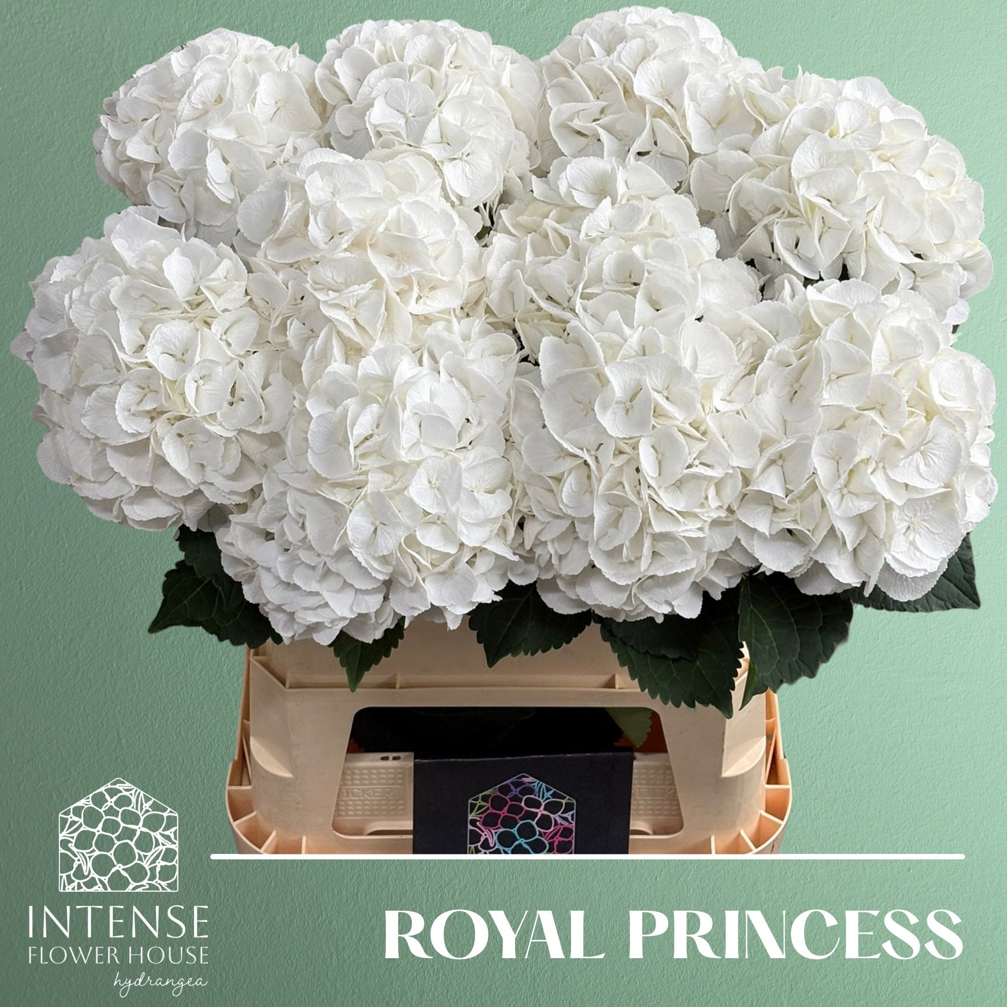 Hydrangea Royal Princess 80cm 21Ø