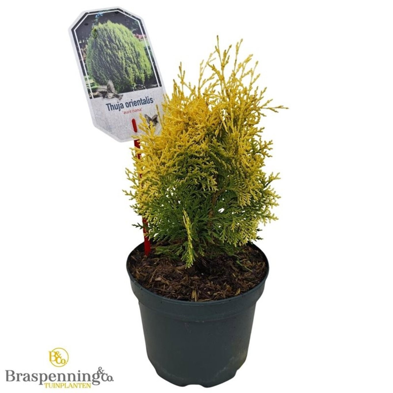 Thuja occ. 'Aurea Nana'