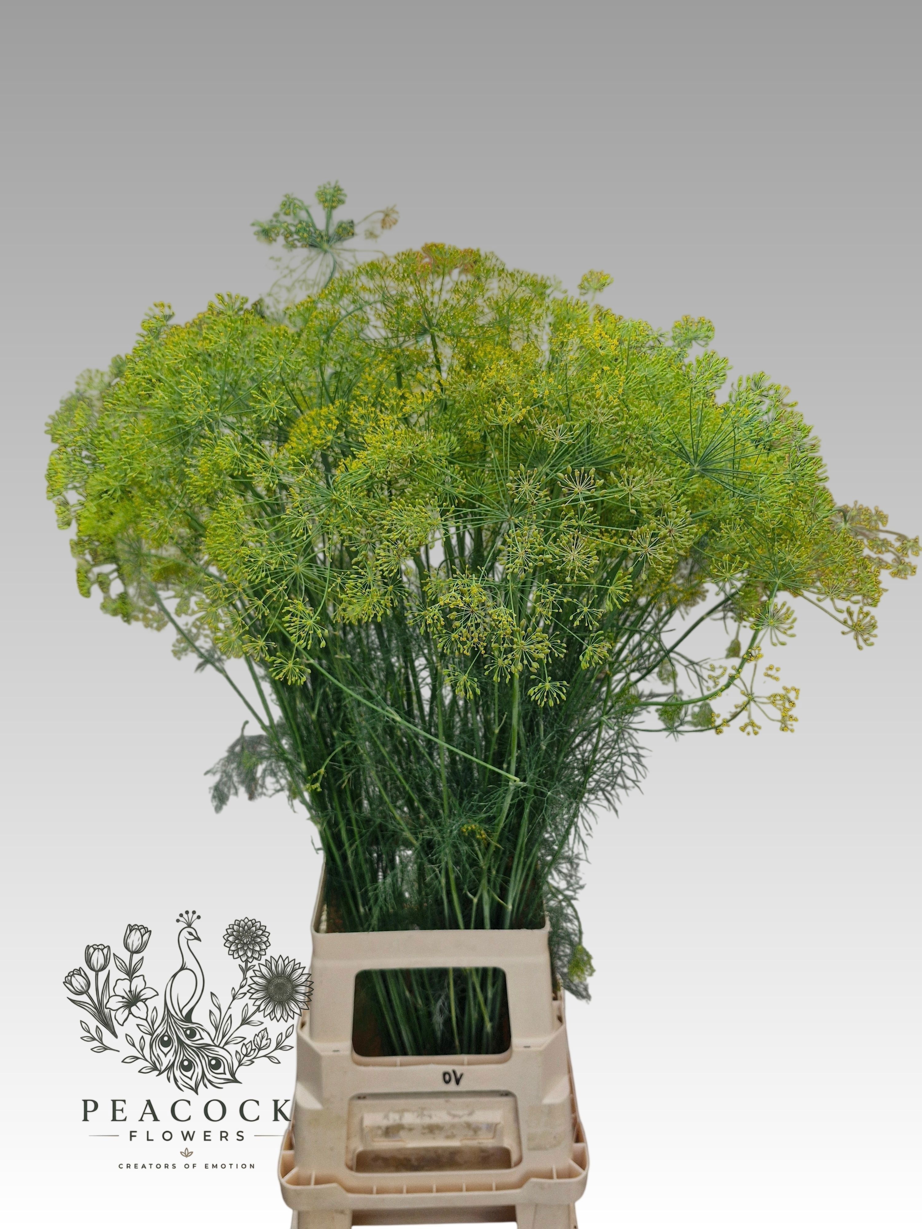 Anet Graveolens
