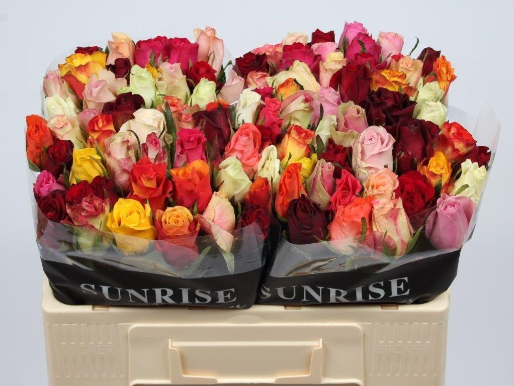 Rosa Mixed In Bunch 50cm