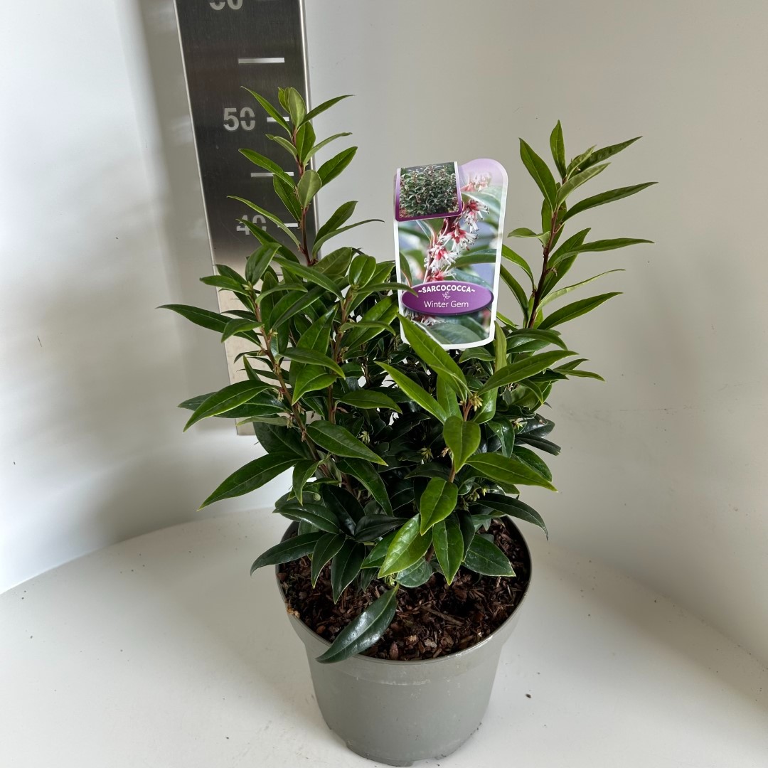 Picture of Sarcococca hookeriana Winter Gem P23 (5 Ltr) (LOOSE)