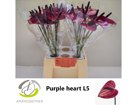 Anthurium Purple Heart 10Ø