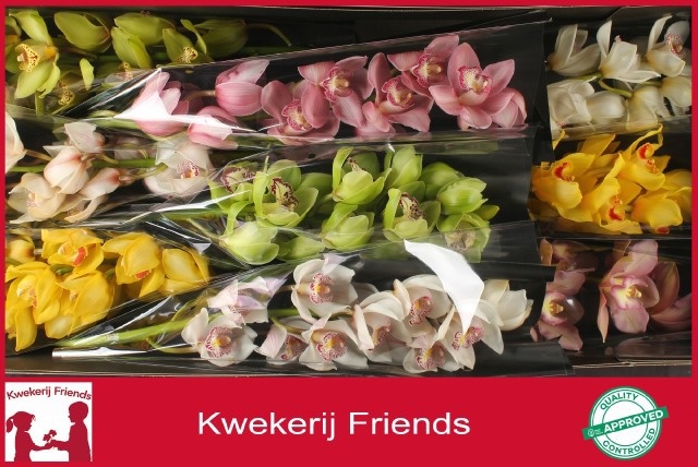 Cymbidium Asst 9bl