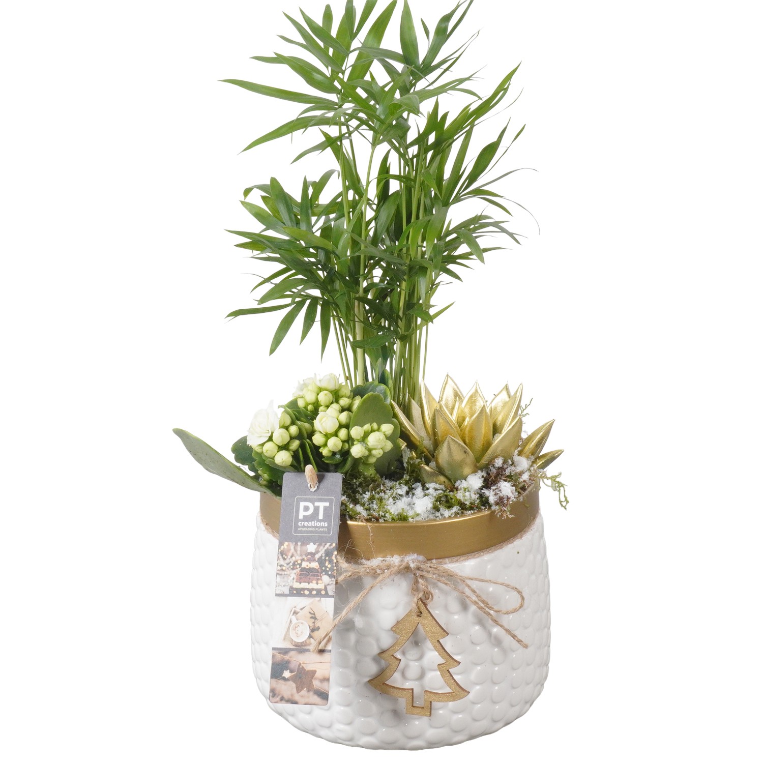 Picture of PTKB9365 Arrangement X-Mas in ceramic pot P16 36CM