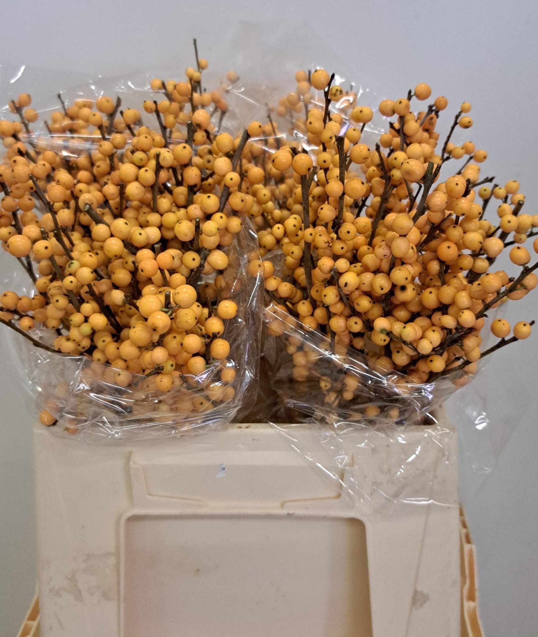 Ilex Golden Verboom 45cm