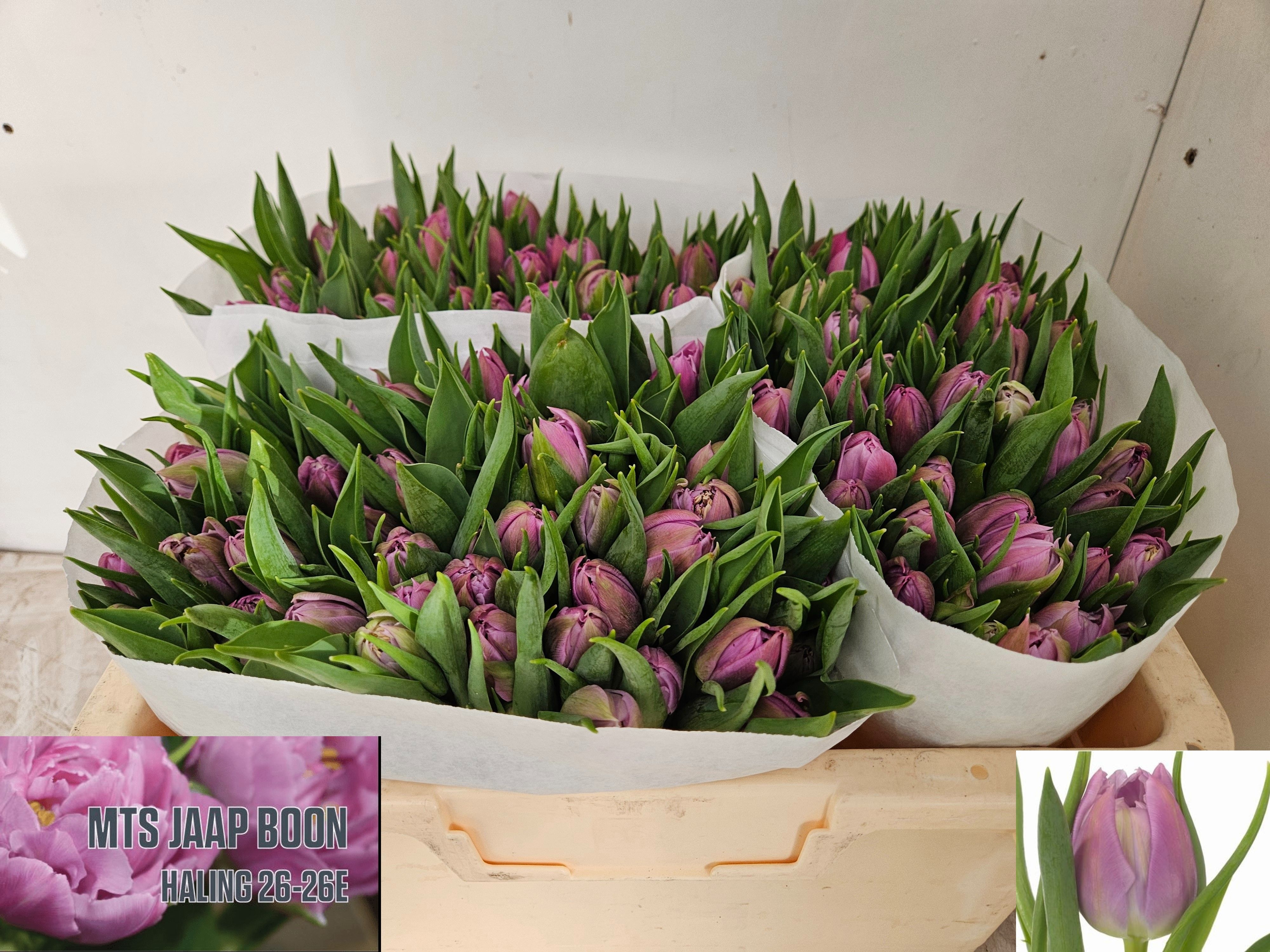 Tulipa Double Double Price 30cm 30gram