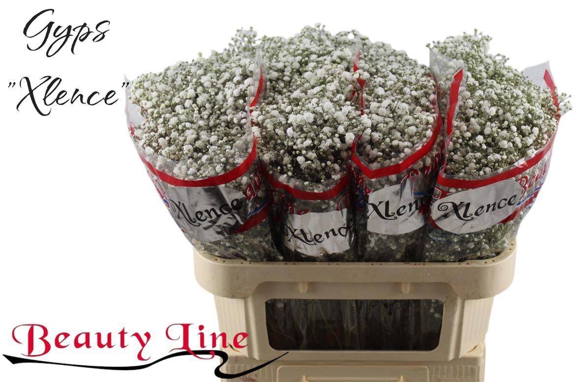 Gypsophila Xlence White 70cm 14gram