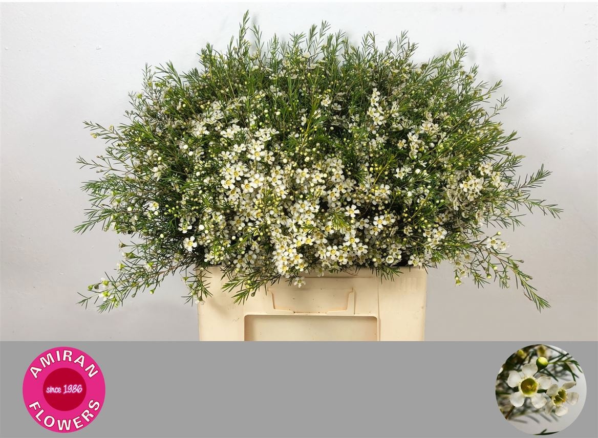 Chamelaucium White Star 60cm 15gram