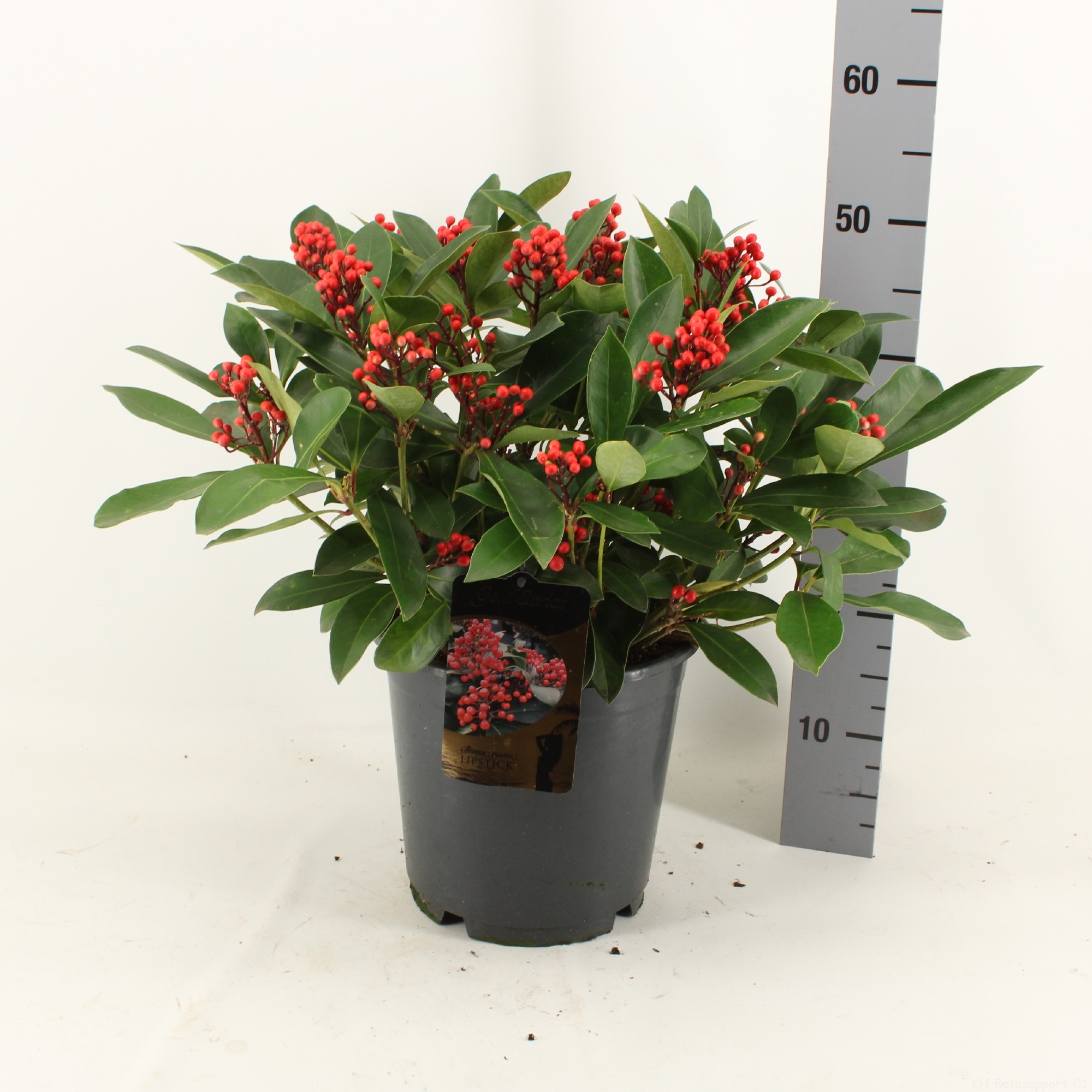 Picture of Skimmia japonica LIPSTICK ® P24