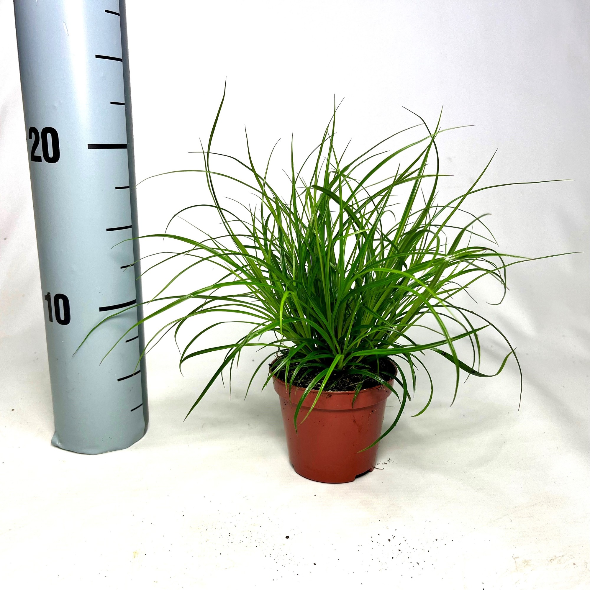 Picture of Carex brunnea P8