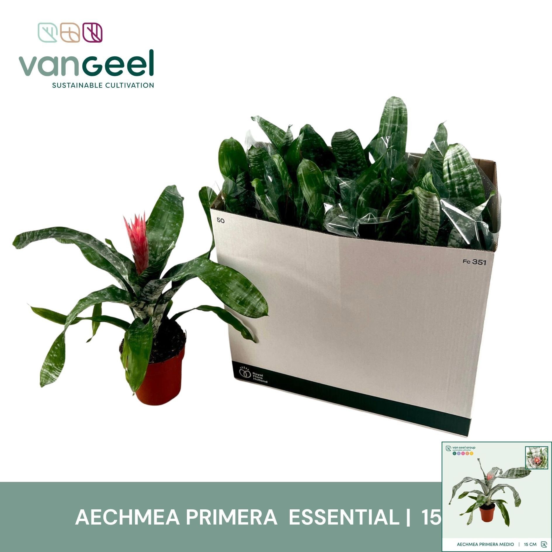 Aech Fasc Primera 15Ø 55cm