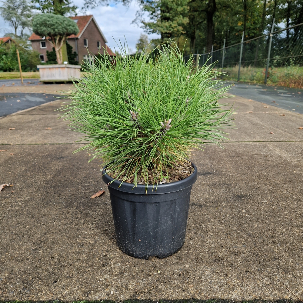 Picture of Pinus nigra Marie Bregeon C6 20/30 (LOOSE)