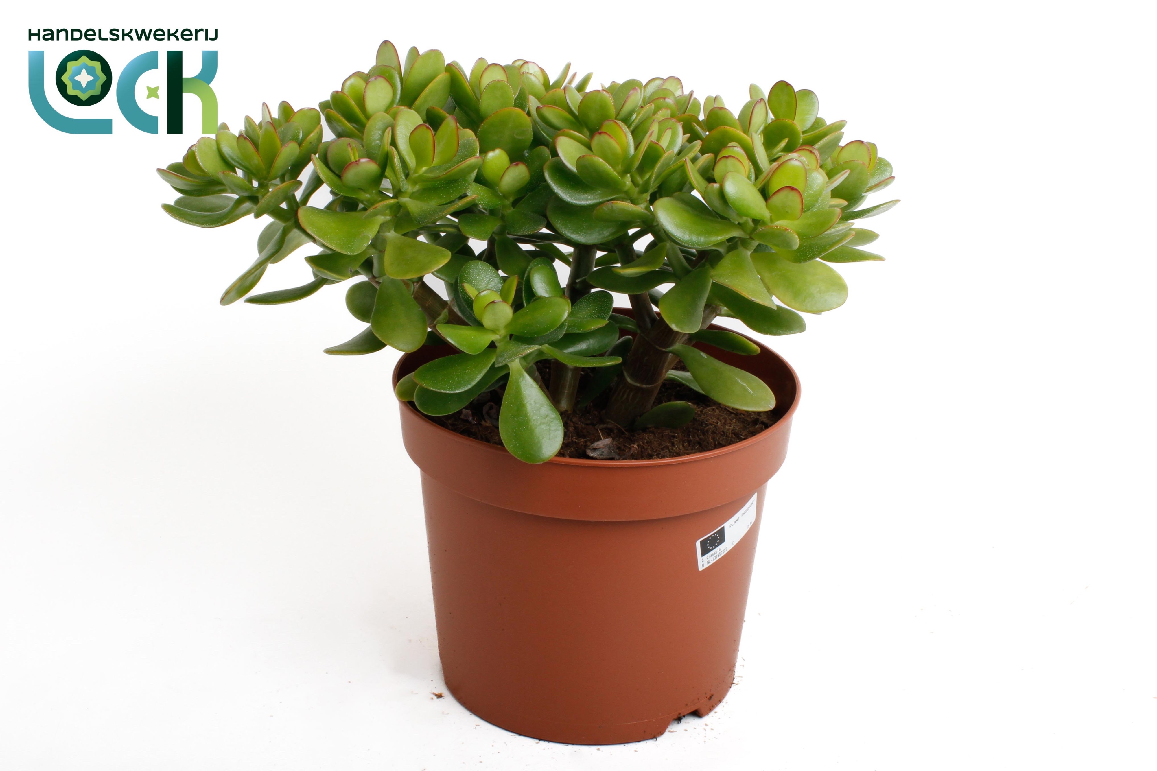 Crass Ovata 21Ø 35cm