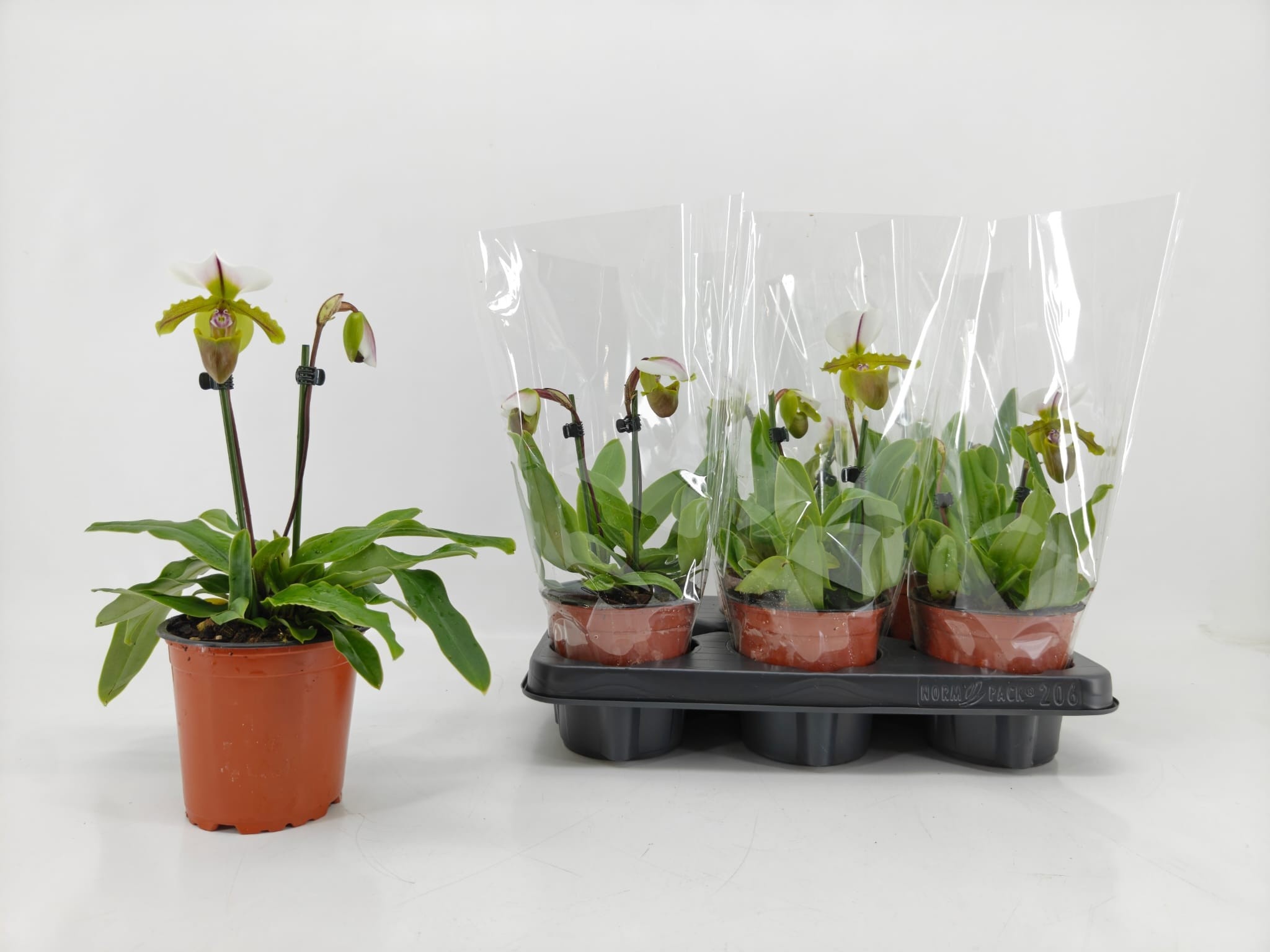 Paph Ov 12P 25H