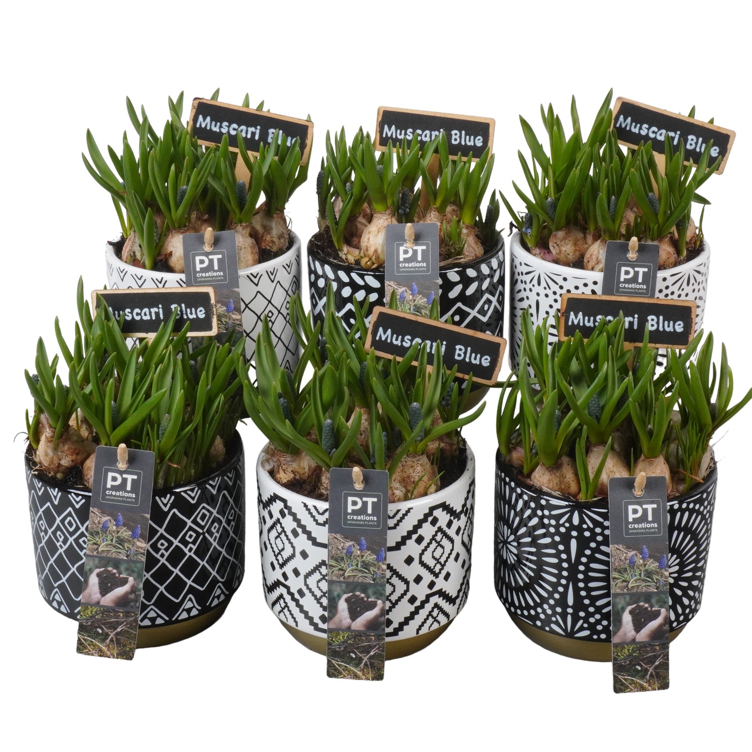 Picture of PTMB1080 Arrangement Muscari in ceramic varieties P12 18cm